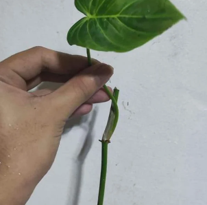 propagation methods of philodendron splendid