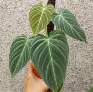 What is Philodendron Splendid?