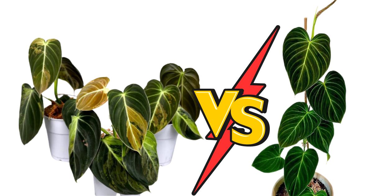 Differences Between Philodendron Splendid and Melanochrysum