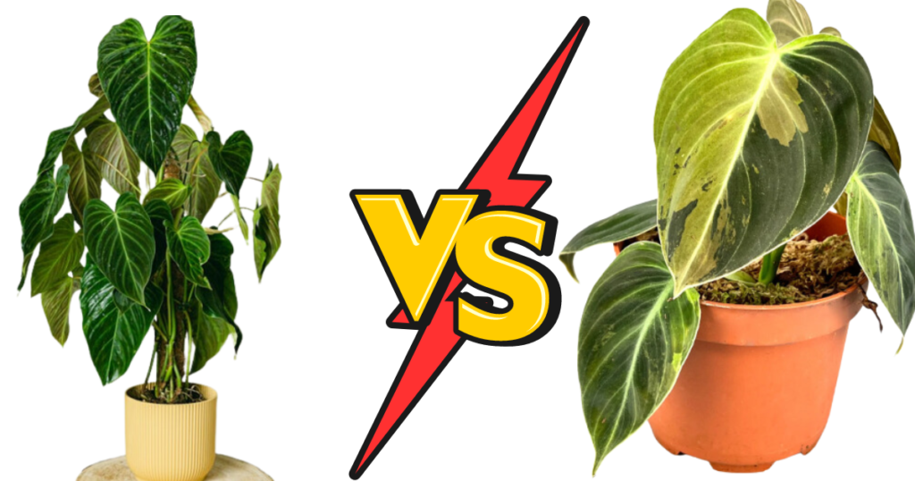 Philodendron Splendid and Melanochrysum: Comparing Two Popular Houseplants
