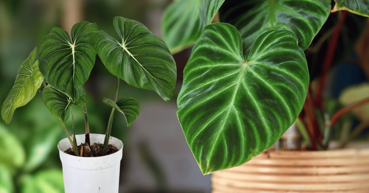 Philodendron Splendid : care tips and all