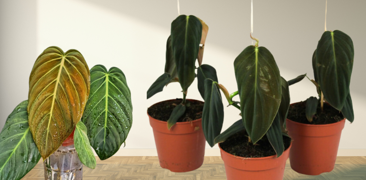 Philodendron Gigas care and tips