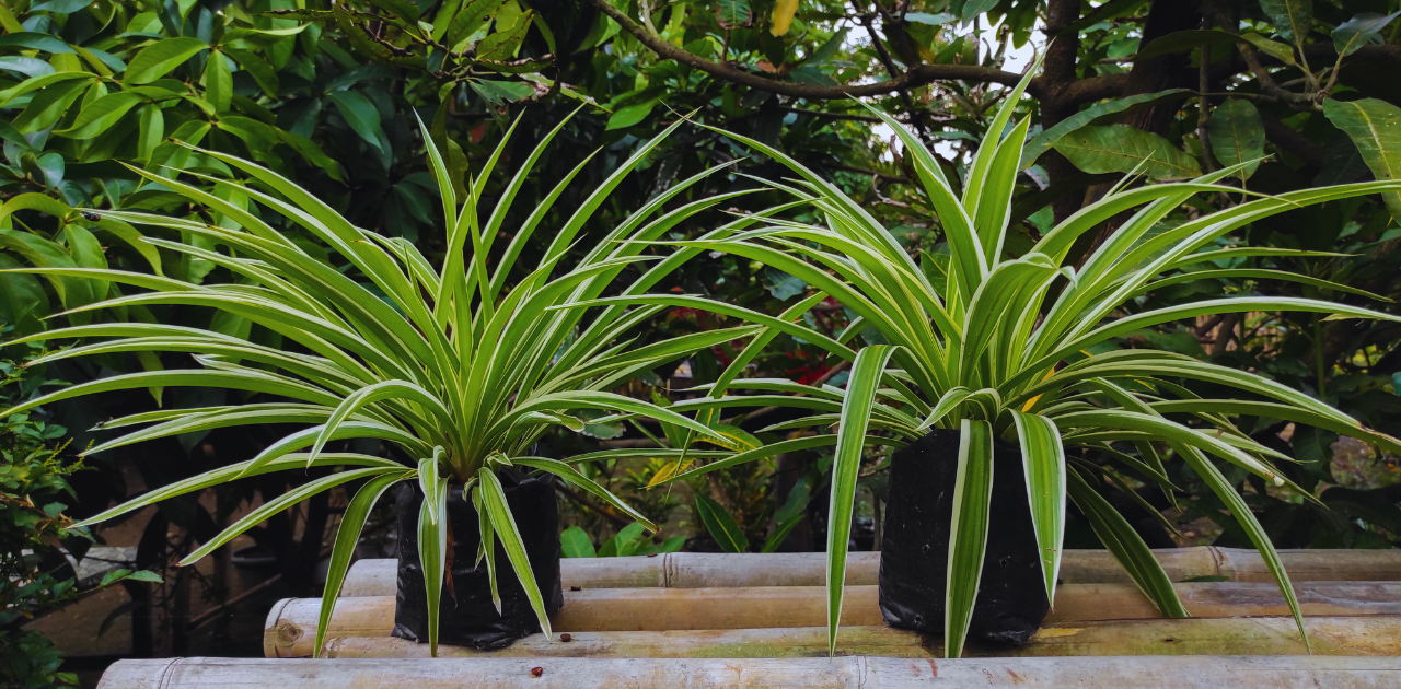 spider plant about