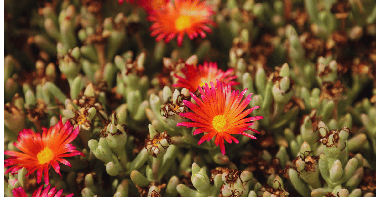 Ice Plant Succulents