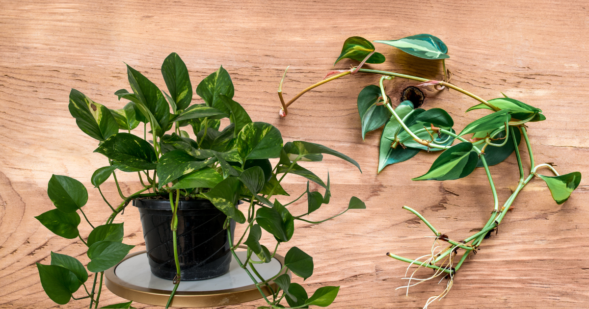 how far to trim pothos plant