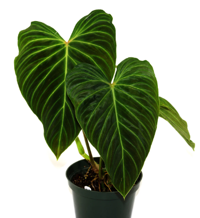 Which is Easier to Care For: Philodendron Splendid