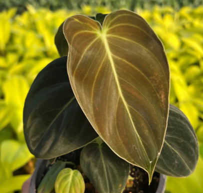 Philodendron Melanochrysum