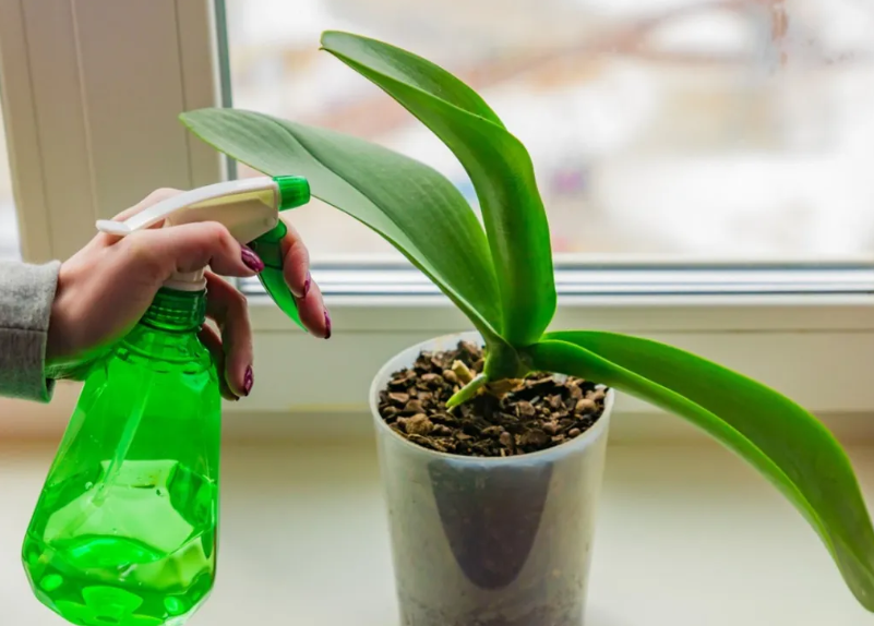 Applying plant sprays effectively ensures their efficacy and protects your indoor plants