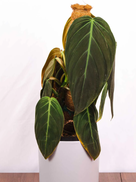 About Philodendron Gigas