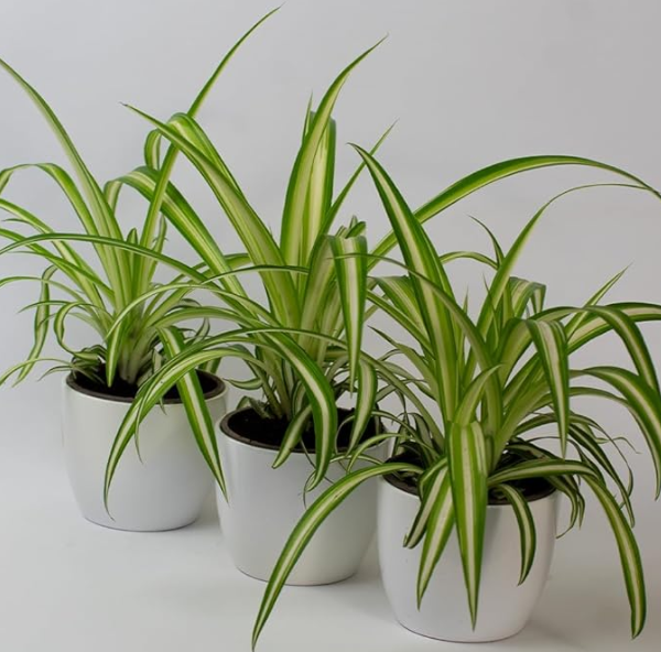 What is a Spider Plant?