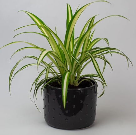 Types of Spider Plants