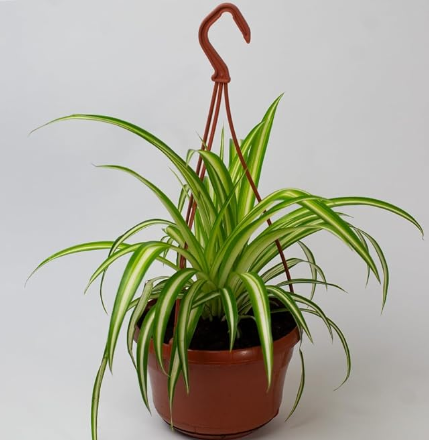 Home Decor with Spider Plants