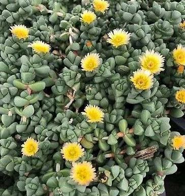 About Ice Plant