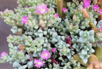 Growing and Caring for Ice Plant Succulents