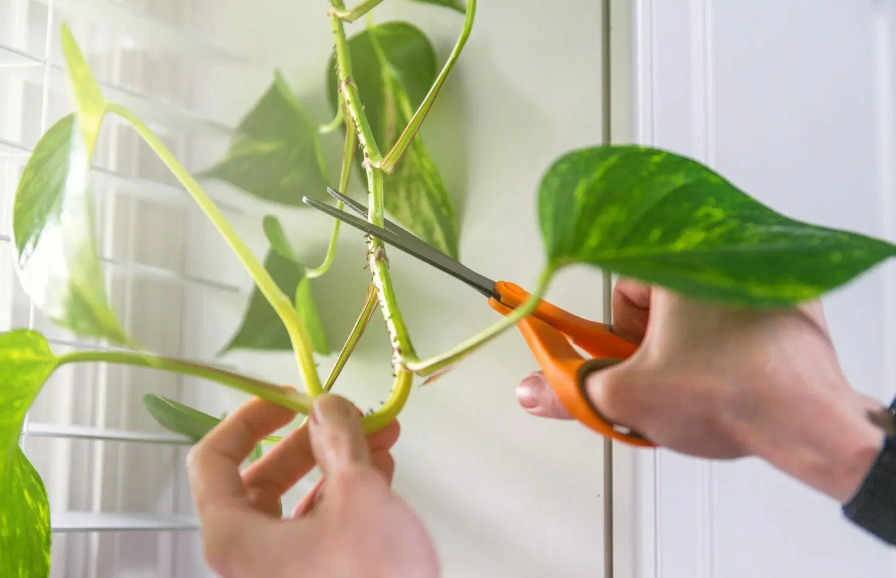 Importance of Pruning for Pothos Health