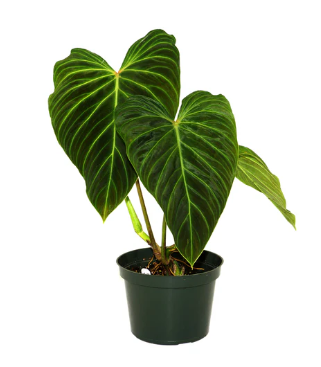 Philodendron Splendid?