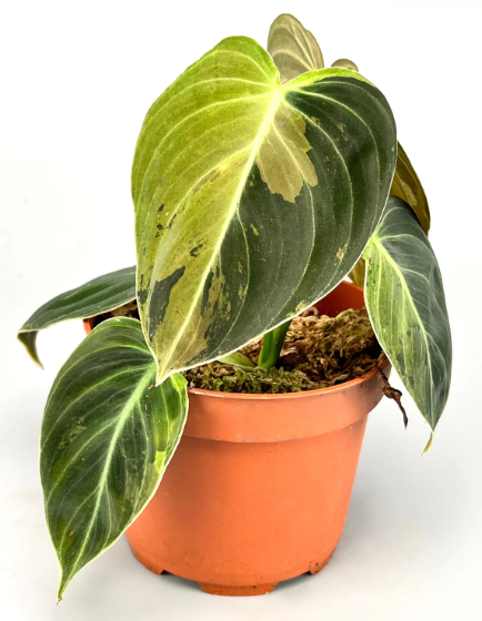 What is Philodendron Melanochrysum?