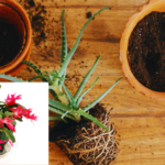 can you use regular potting soil for christmas cactus