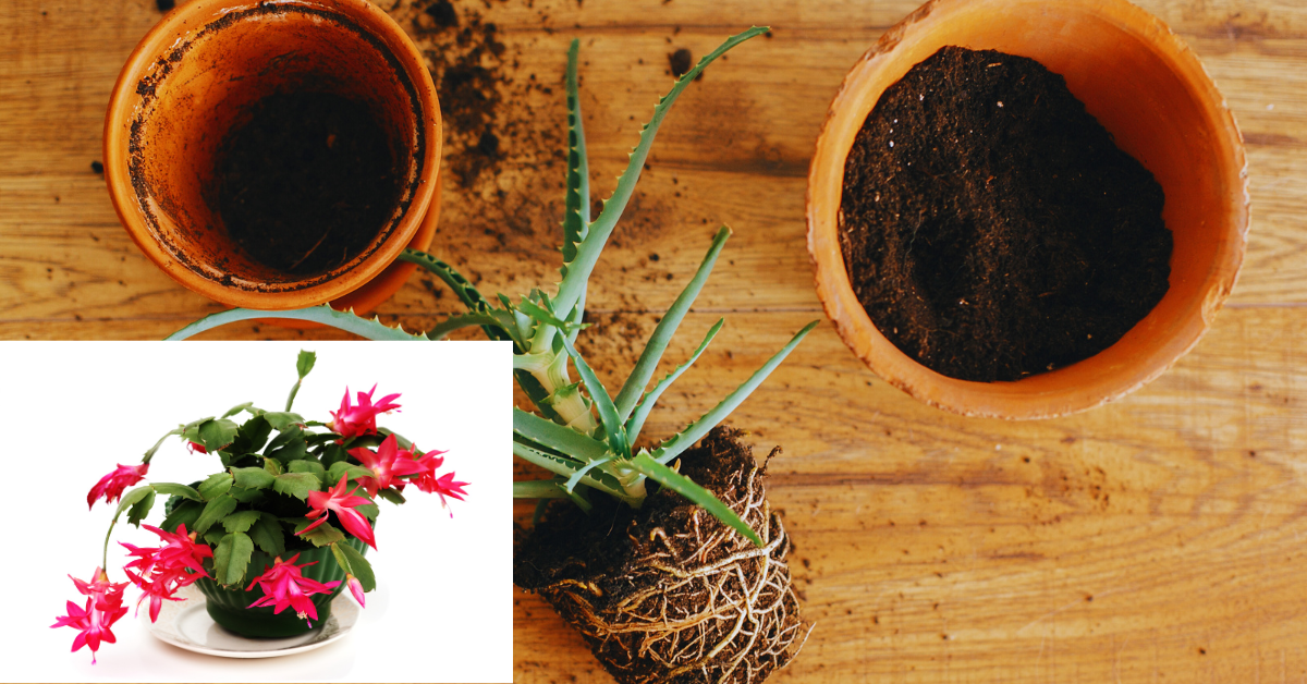 can you use regular potting soil for christmas cactus