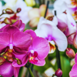 Do Orchids Bloom in Warm Weather