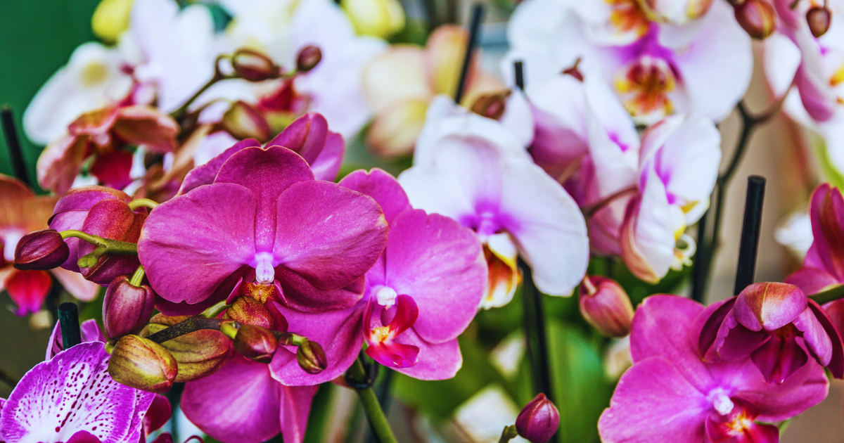 Do Orchids Bloom in Warm Weather