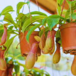 how to care pitcher plants