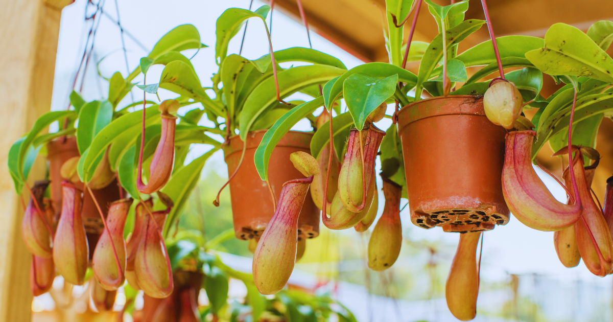 how to care pitcher plants