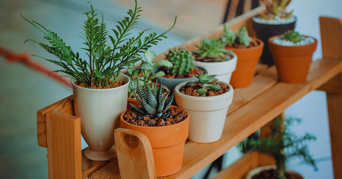 how to limit the size of potted plants