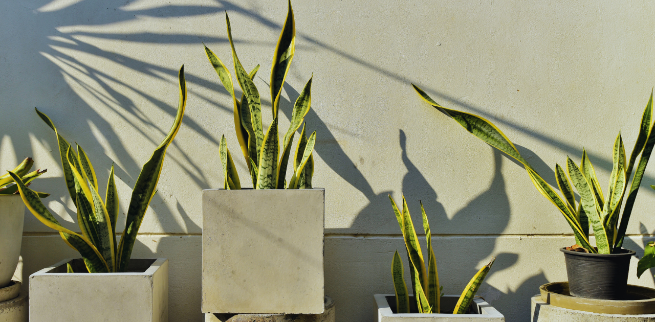 Snake Plant needs light