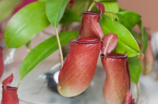 Choosing the Right Pitcher Plant