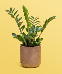 Introduce ZZ plants (Zamioculcas zamiifolia) 