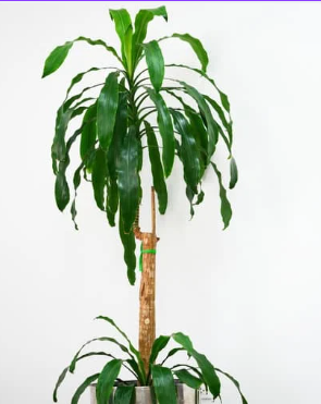 Common species of Dracaena