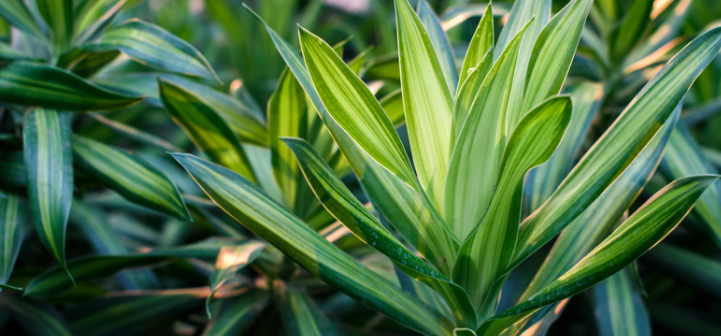 Whats Dracaena plants?