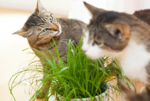 Why Are Cats Attracted to Plants?