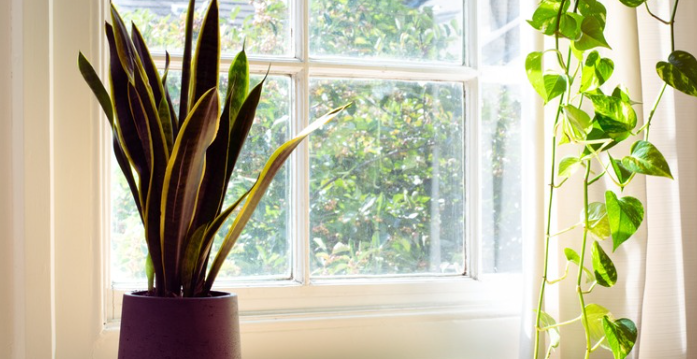 How Snake Plants Tolerate Different Light Levels