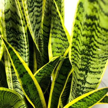 w Much Light Does a Snake Plant Need?