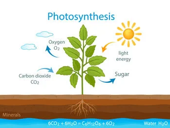 photosynthesis