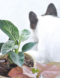 Are Philodendrons Toxic to Cats?