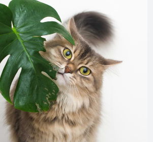 What to Do if Your Cat Ingests Philodendron?