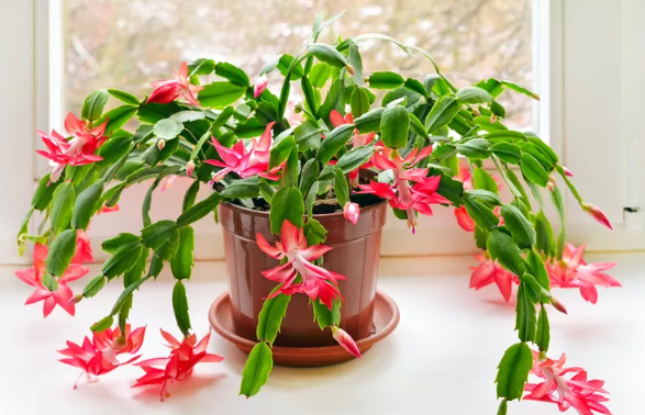 About Christmas cactus