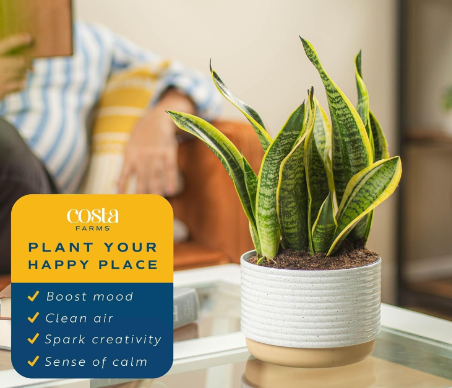 Why Should You Keep the Costa Farms Snake Plant?