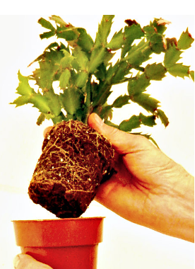 How to Repot Your Christmas Cactus