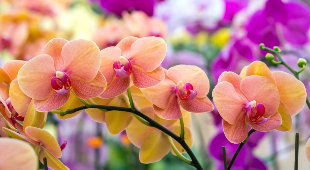 Overview of Orchid Blooming Habits