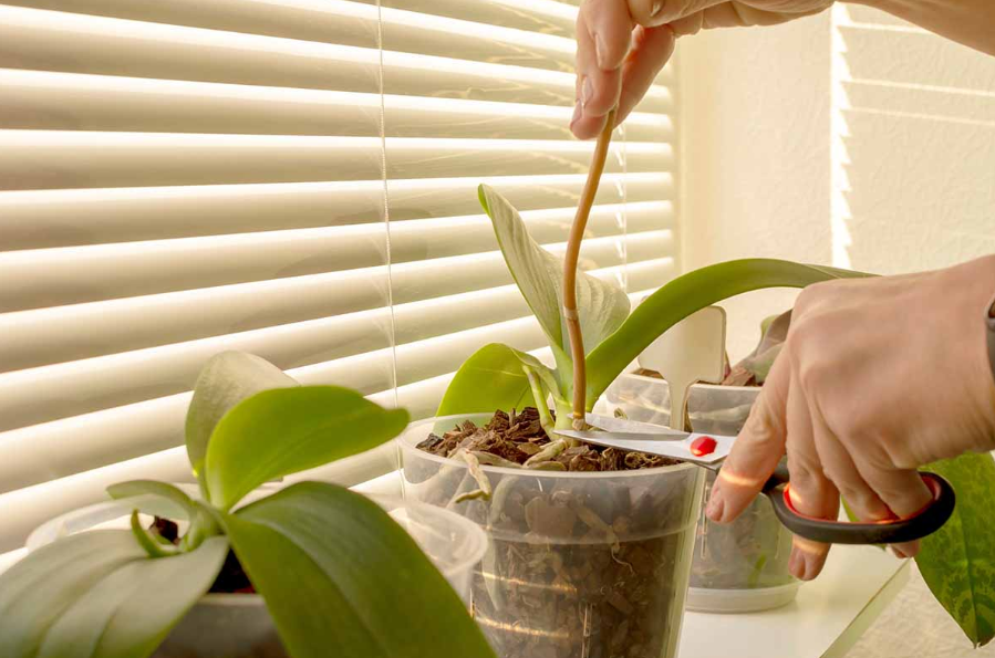 Specific Care Tips for Warm-Growing Orchids