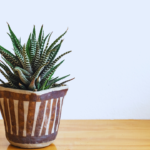 how to care for zebra plant