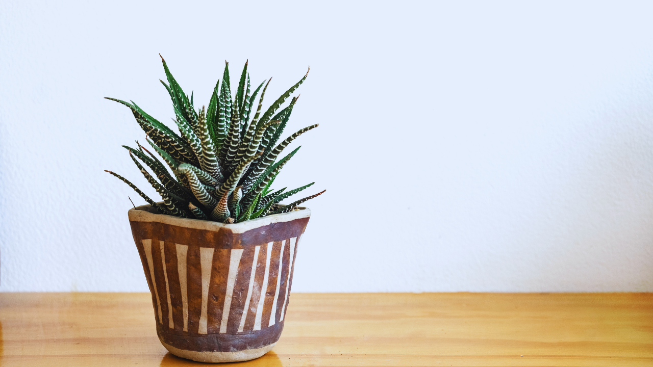 how to care for zebra plant