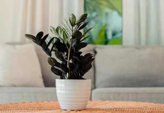 Why is the Black ZZ Plant So Popular?