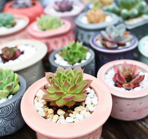 What Are Succulents?