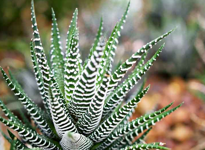 Ideal Growing Conditions for Zebra Plant