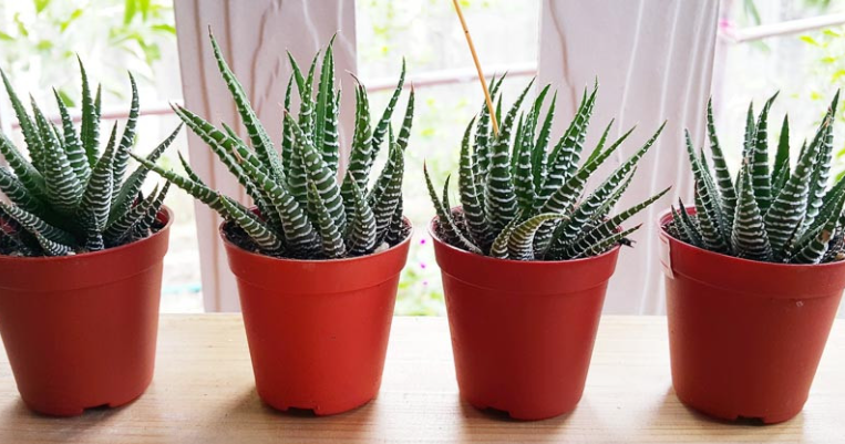 Pruning and Maintaining Shape for Zebra Plant (Aphelandra squarrosa)